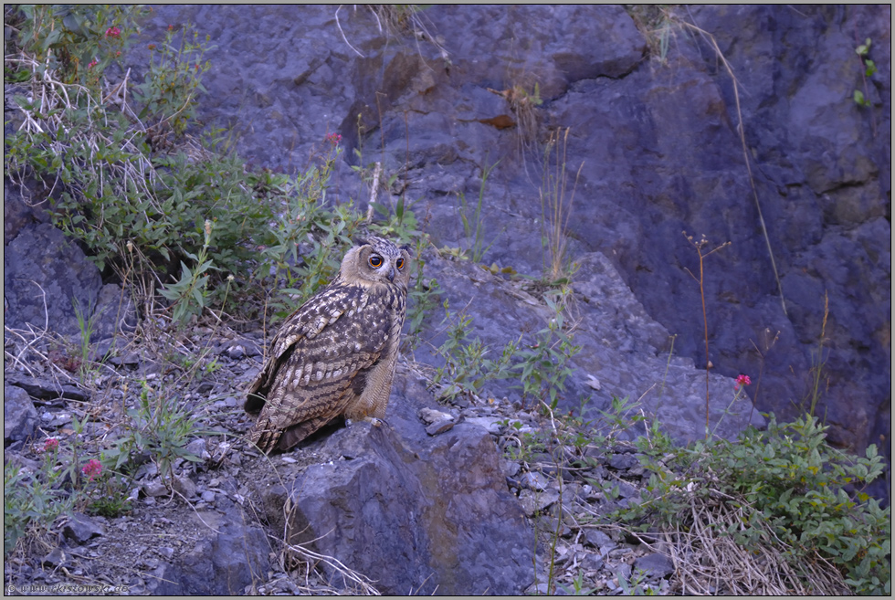 im Morgengrauen... Europäischer Uhu *Bubo bubo*