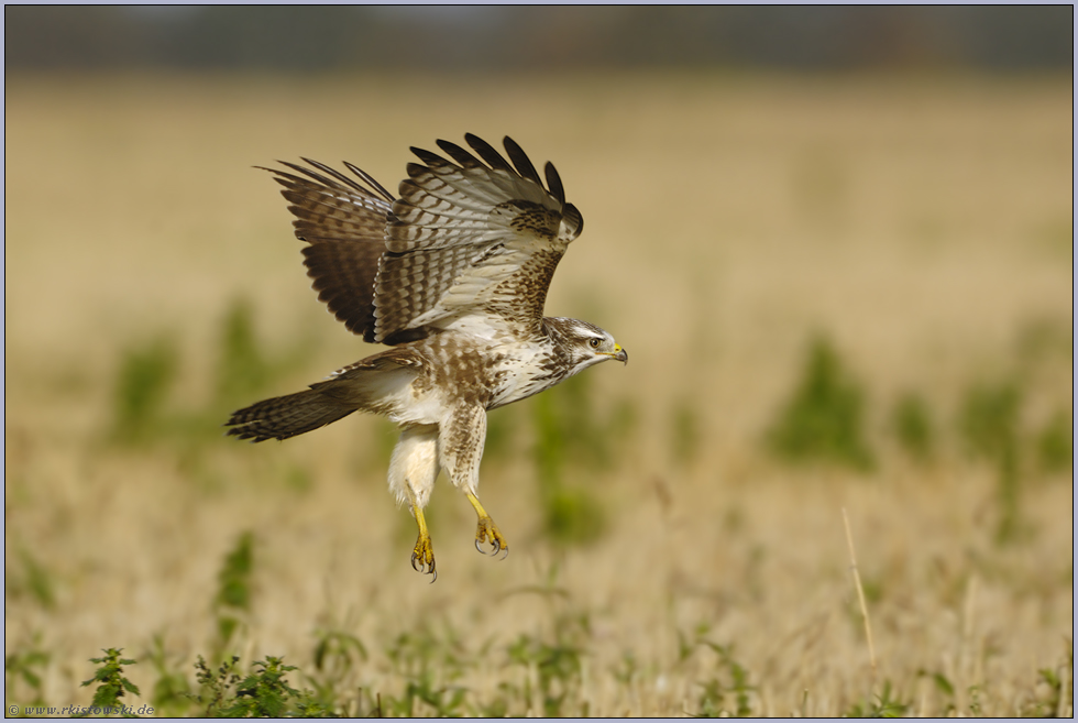 Abflug... Mäusebussard *Buteo buteo*