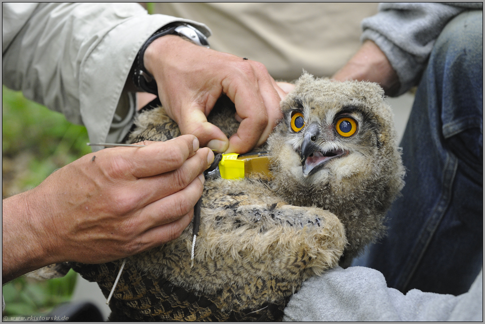 unter Beobachtung... Europäischer Uhu *Bubo bubo*