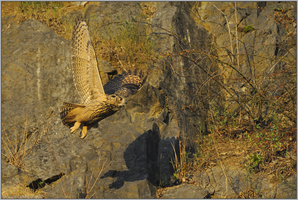 goldenes Licht... Europäischer Uhu *Bubo bubo*