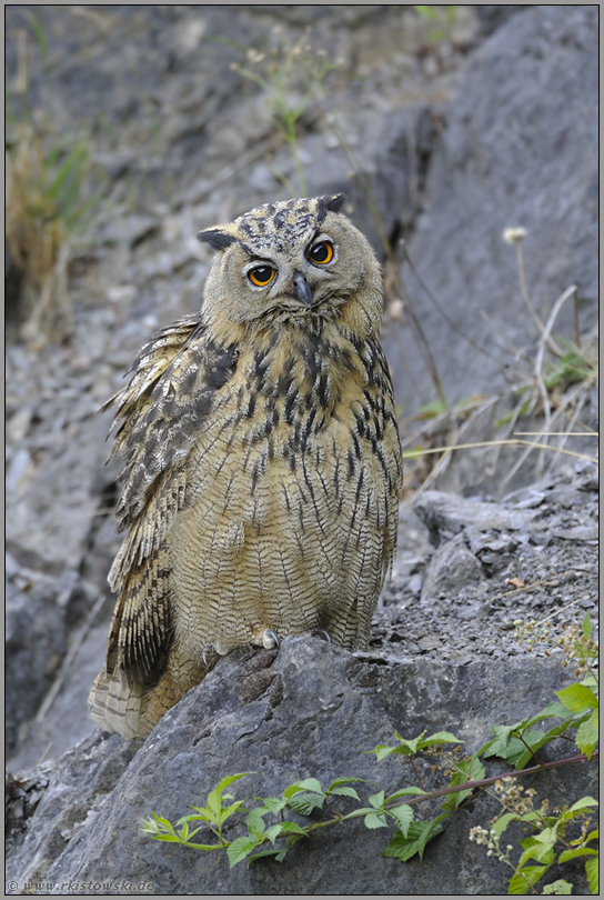 reicht's jetzt... Europäischer Uhu *Bubo bubo*