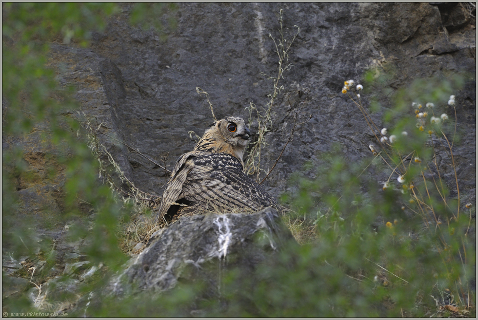 mantelnd... Europäischer Uhu *Bubo bubo*