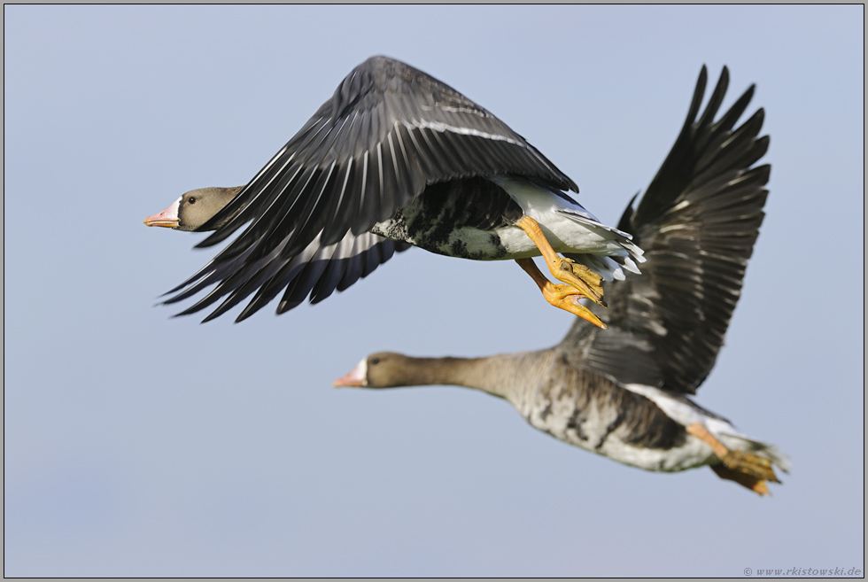Flugstudie... Blässgänse *Anser albifrons*