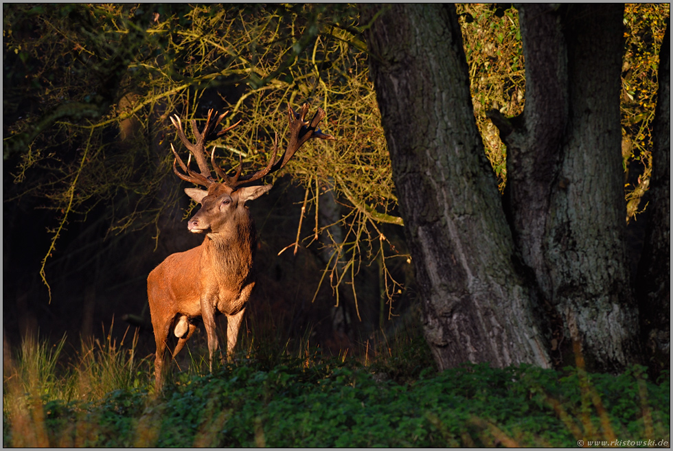 im ersten Licht... Rothirsch *Cervus elaphus*