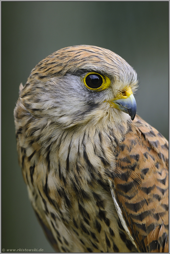 Portrait... Turmfalke *Falco tinnunculus*