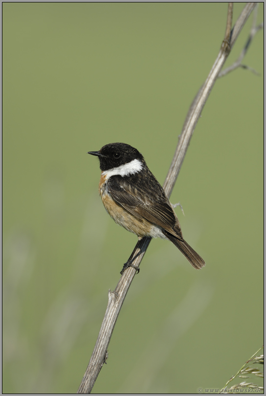im Offenland... Schwarzkehlchen *Saxicola torquata*