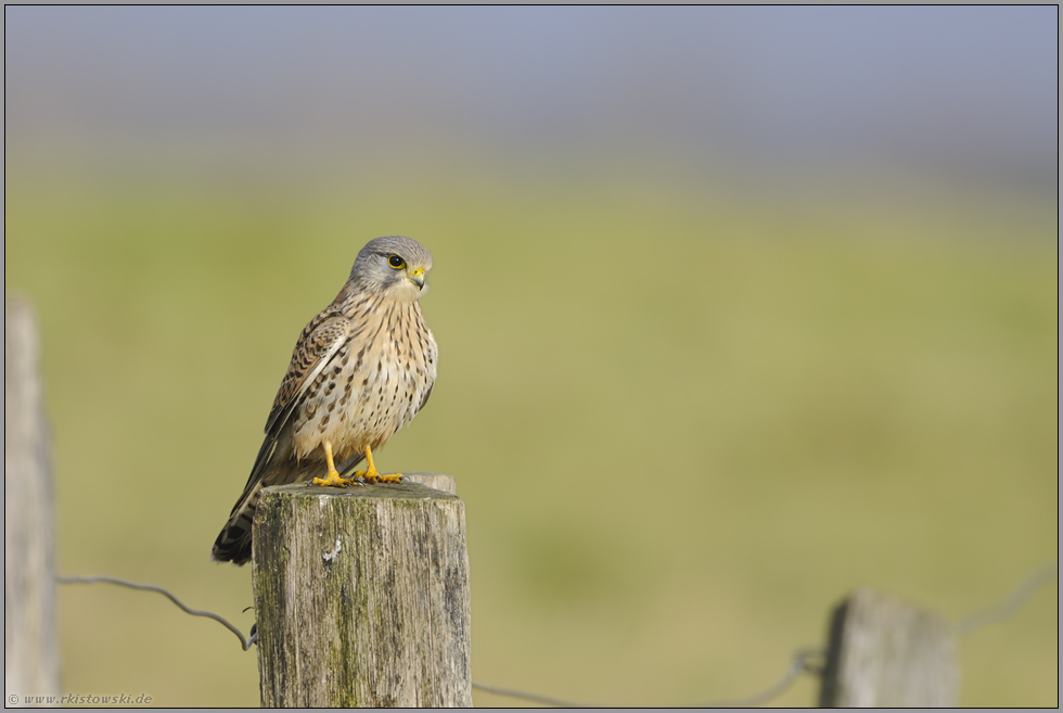 auf dem Zaunpfahl "Vogel des Jahres 2007"... Turmfalke *Falco tinnunculus*