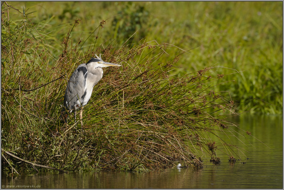 bewegungslos... Graureiher *Ardea cinerea*