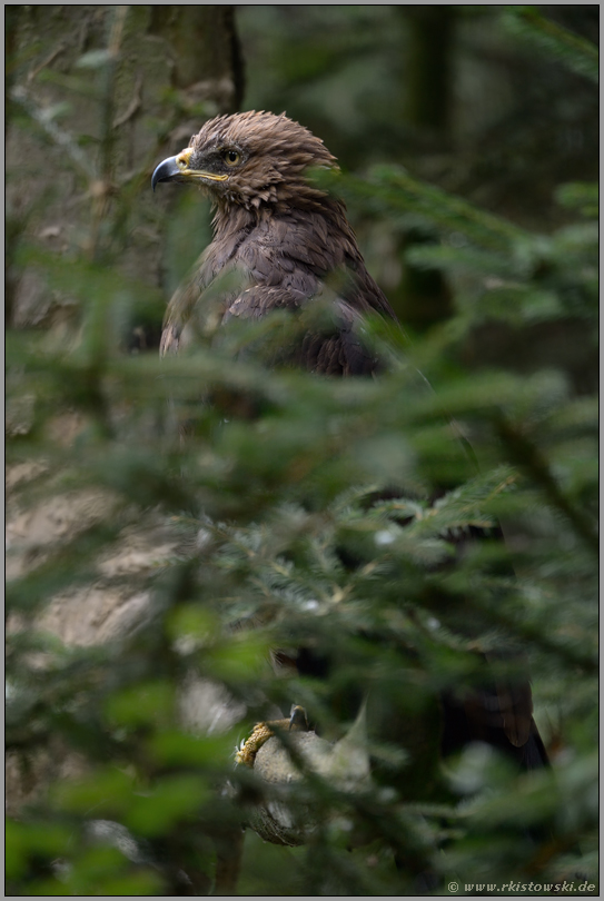 unser kleinster Adler... Schreiadler *Aquila pomarina*