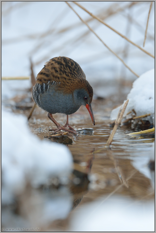 am Wasserlauf... Wasserralle *Rallus aquaticus *