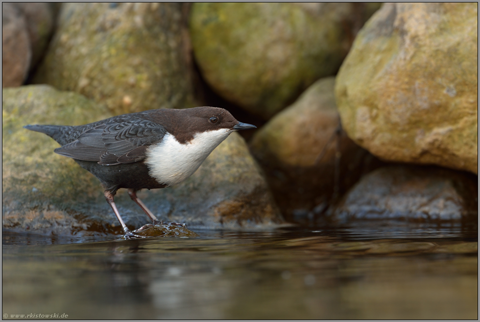 ganz nah... Wasseramsel *Cinclus Cinclus*