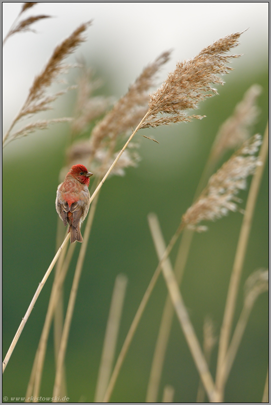 seltener Anblick... Karmingimpel *Carpodacus erythrinus*