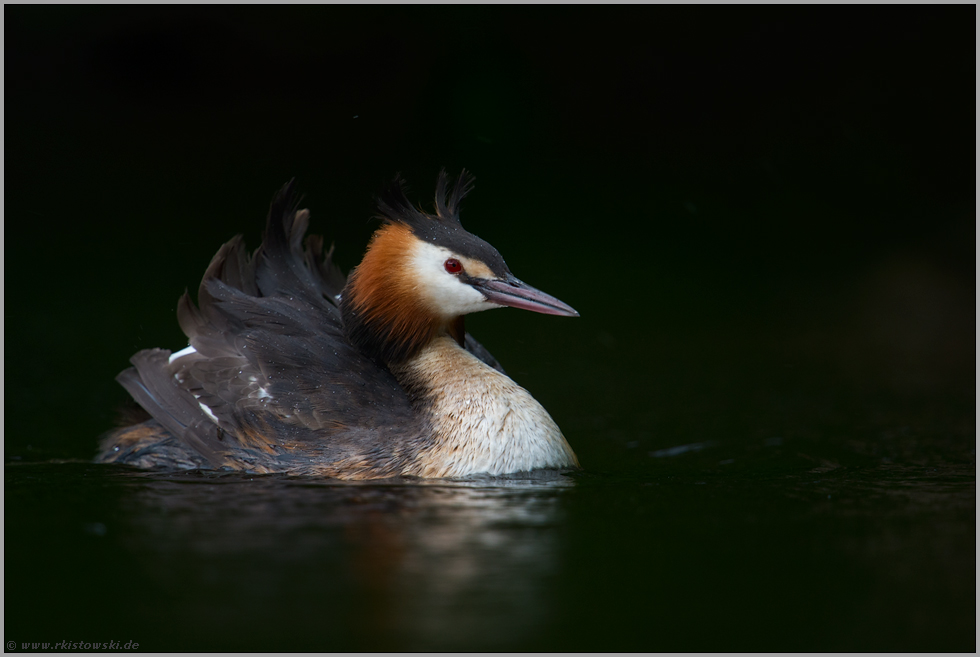 Marylin... Haubentaucher *Podiceps cristatus*