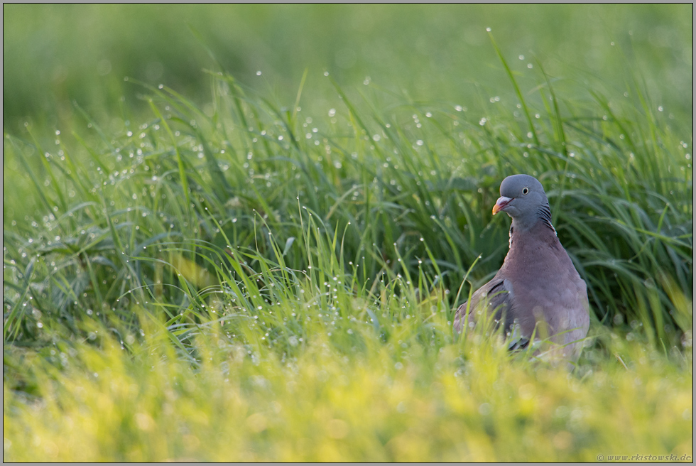 zum Sonnenaufgang... Ringeltaube *Columba palumbus*