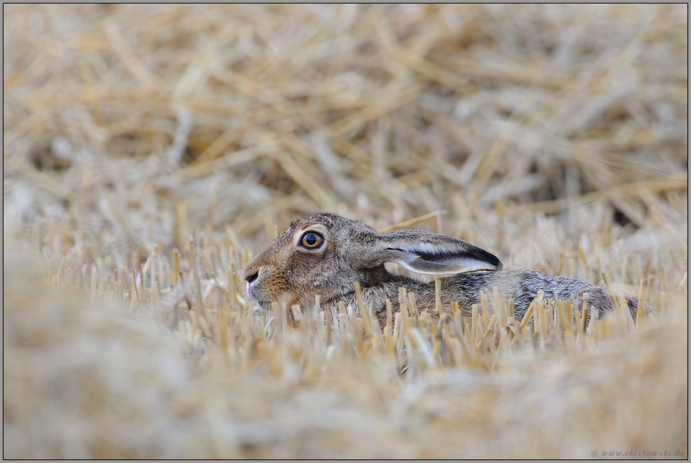 in der Sasse... Feldhase *Lepus europaeus*