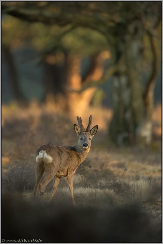 zum Sonnenaufgang... Bastbock *Capreolus capreolus*