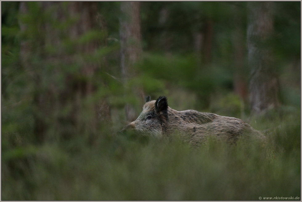 verdeckte Sicht... Wildschwein  *Sus scrofa*