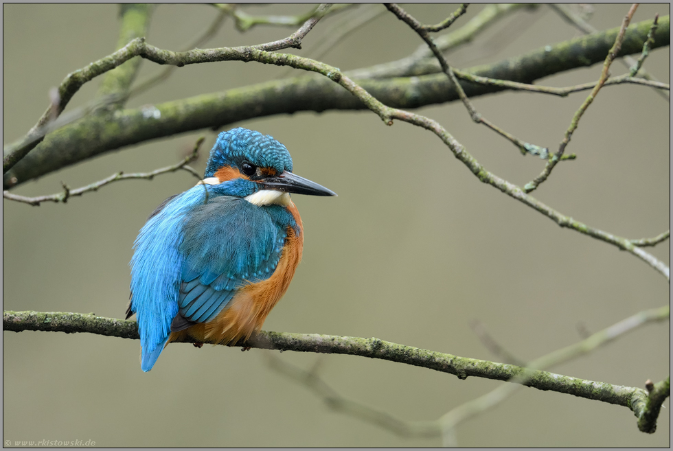 in den Ästen... Eisvogel *Alcedo atthis*
