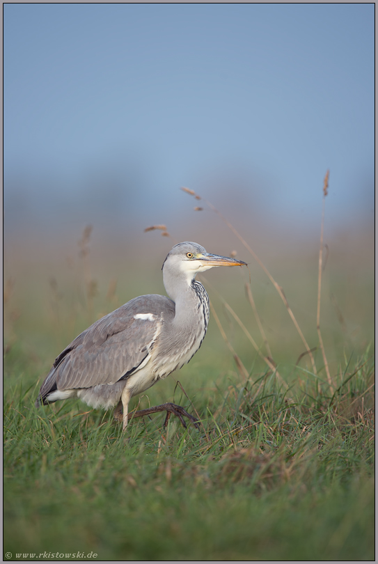 gut genährt... Graureiher *Ardea cinerea* nach erfolgreicher Jagd