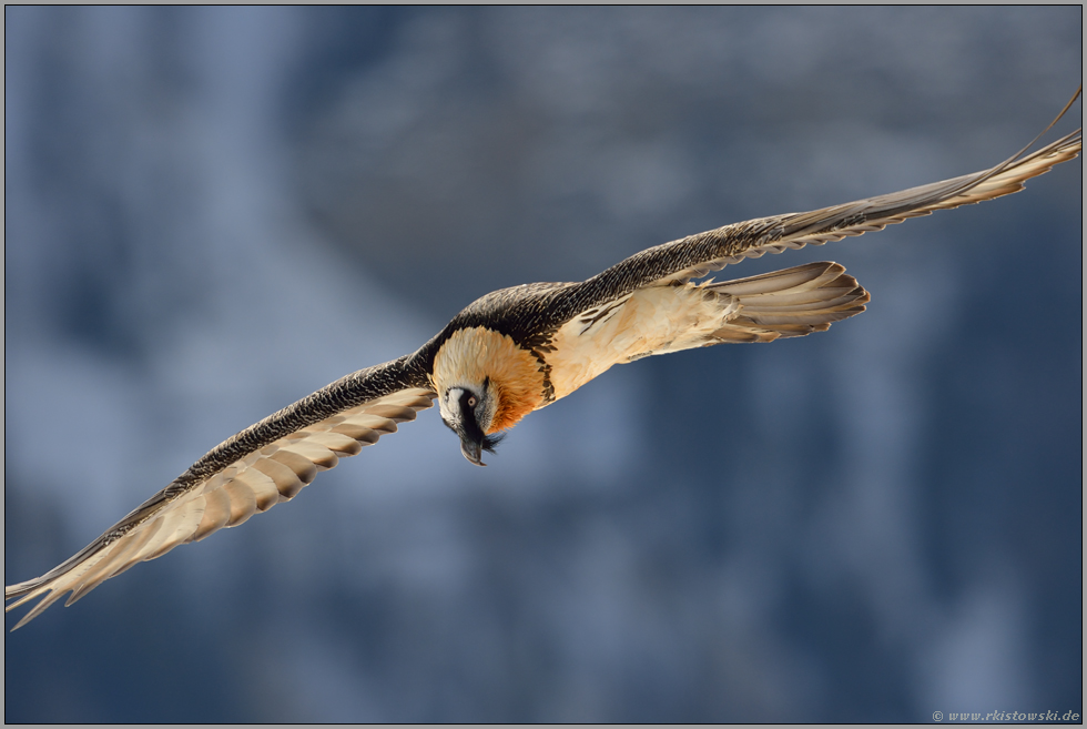 nah d'ran...  Bartgeier *Gypaetus barbatus* vor einer steilen Felswand in den Alpen