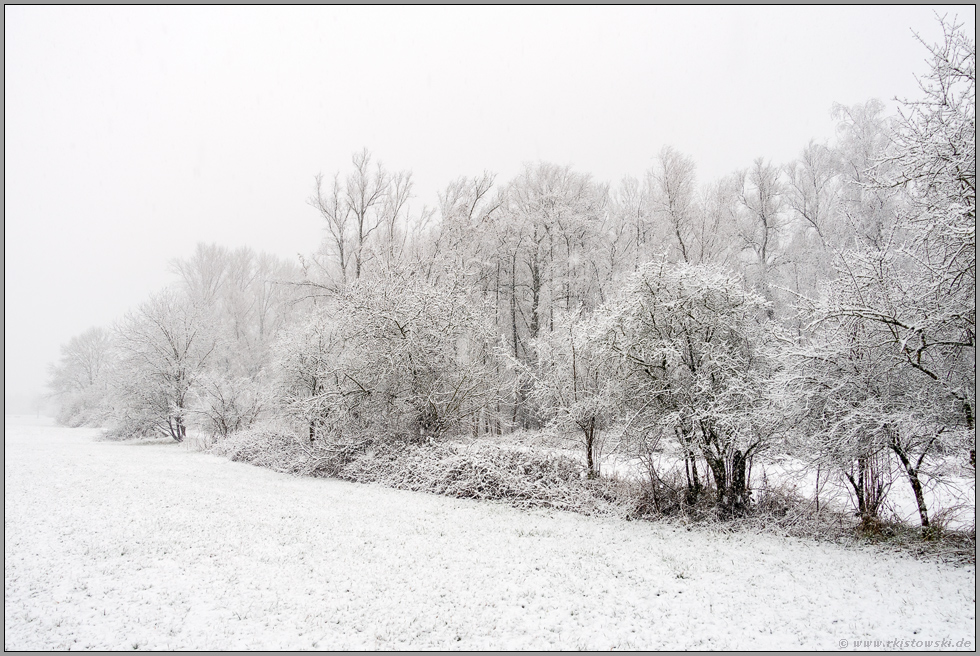 so schön ist's im Winter... Meerbusch *Strümper Bruch*, Waldrand eines verschneiten Bruchwaldes im Rheinland
