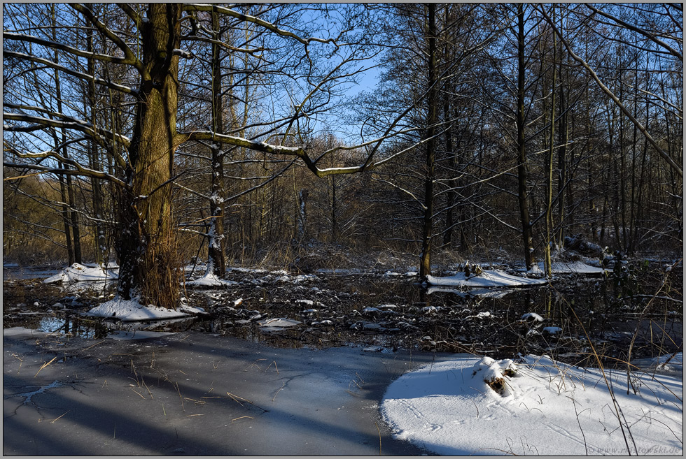Winter im Bruchwald... Ilvericher Altrheinschlinge *Meerbusch*, sumpfiges Niedermoor im Meerbruch bei Haus Meer, verlandete Altstromrinne des Rheins