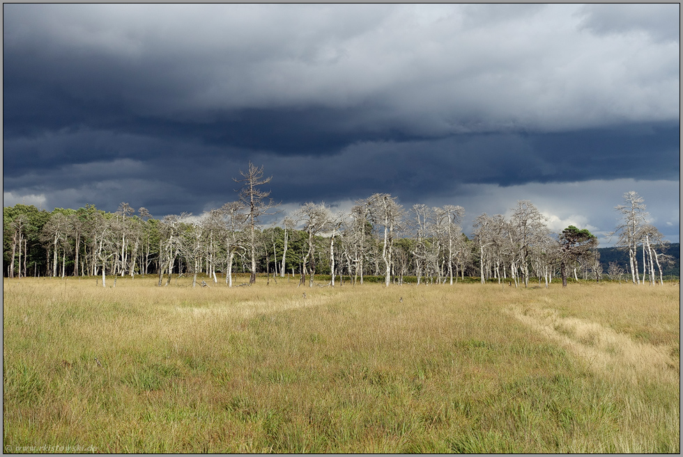 toter Wald... Hohes Venn *Eifel*, dunkle Wolken über dem Geitzbusch künden Schlechtwetterfront an
