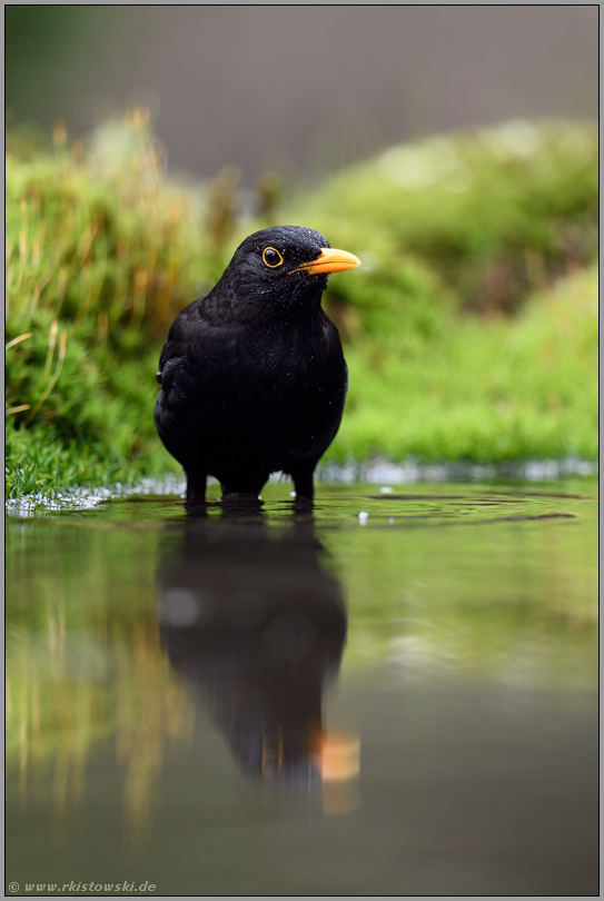 Badetag... Amsel *Turdus merula*, Amselhahn im Wasser mit Spiegelung