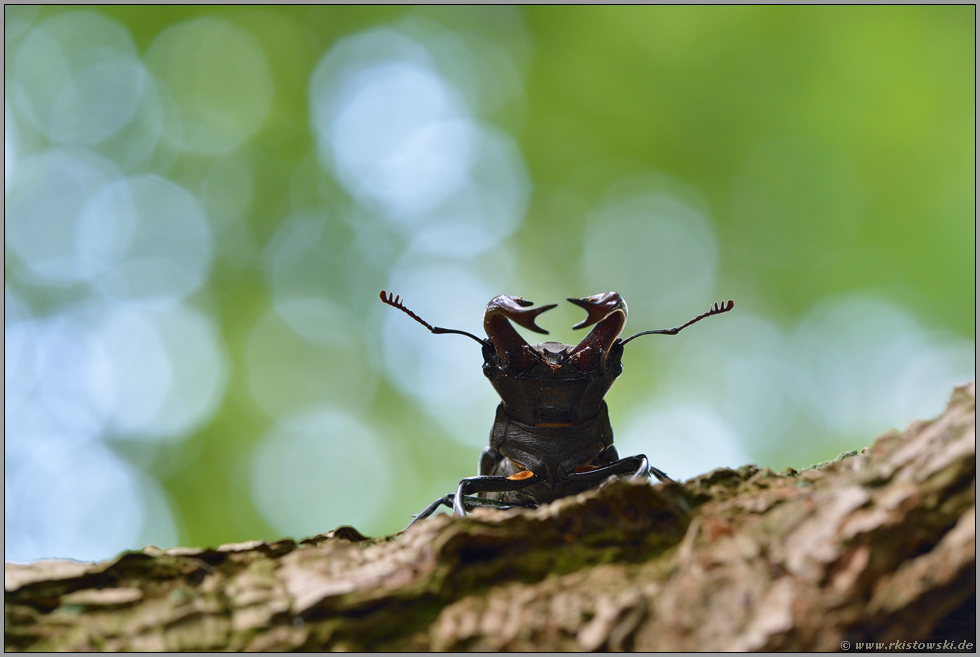 imposant... Hirschkäfer *Lucanus cervus*, ein Männchen präsentiert seine mächtigen Mandibeln, verlängerte Mundwerkzeuge, mit denen männliche Hirschkäfer imponieren wollen