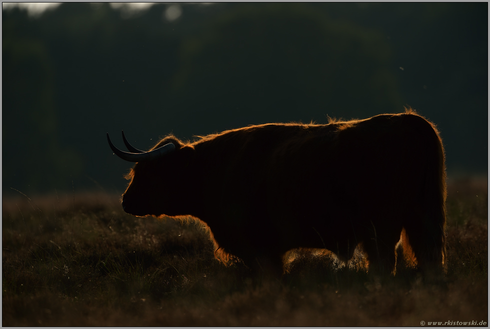 urwüchsig... Schottisches Hochlandrind *Bos primigenius f. taurus*, die robusten Hochlandrinder werden gerne zur extensiven Weidebewirtschaftung, zur Freihaltung von Offenlandflächen eingesetzt
