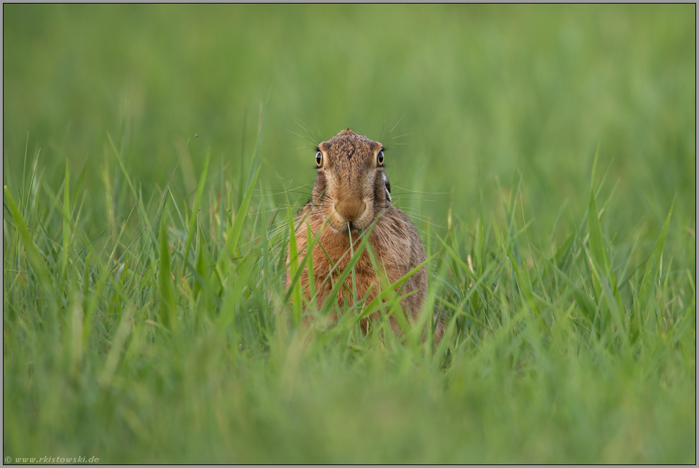 Kein-Ohr-Hase... Feldhase *Lepus europaeus*, mümmelnder Hase mit angelegten Ohren, lustige Tierbilder
