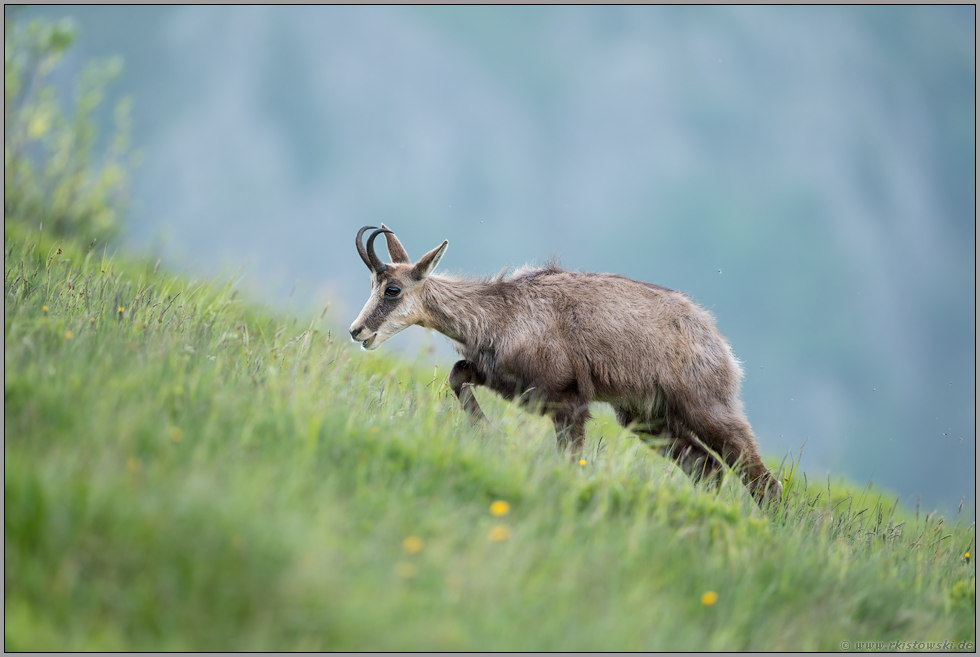 im Südhang... Gämse *Rupicapra rupicapra* zieht zur Äsung einen Berghang, eine Bergwiese hoch