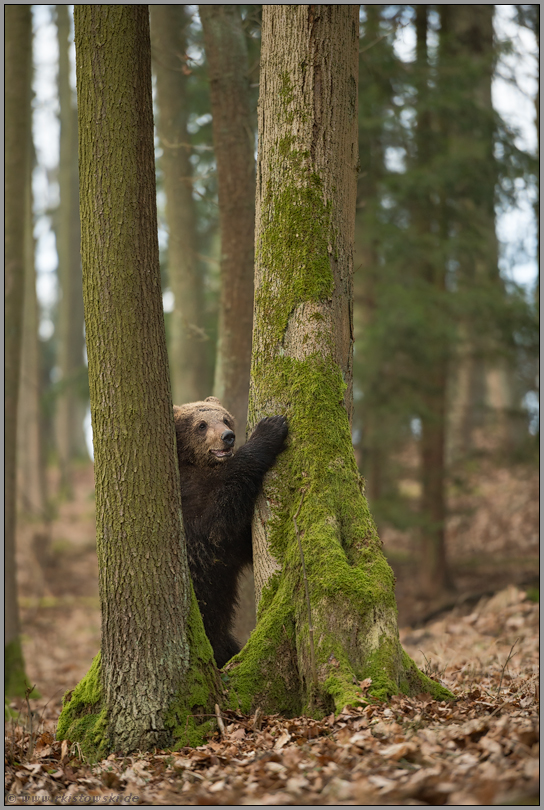 Fluchtverhalten... Europäischer Braunbär *Ursus arctos*, junger Bär im Wald steht aufgerichtet an einem Baumstamm