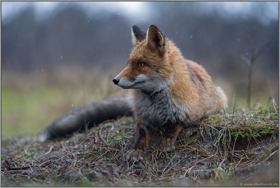 aufmerksamer Beobachter... Rotfuchs *Vulpes vulpes* im Regen, ruht auf einem Erdhügel