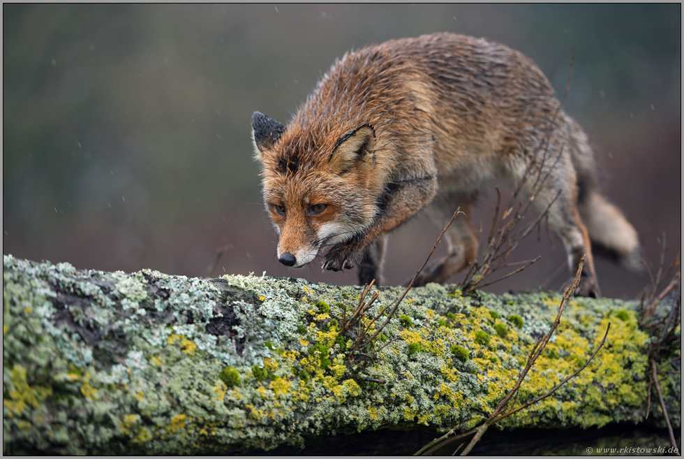 schnurstracks... Rotfuchs *Vulpes vulpes* läuft, balanciert im Regen über einen Baumstamm