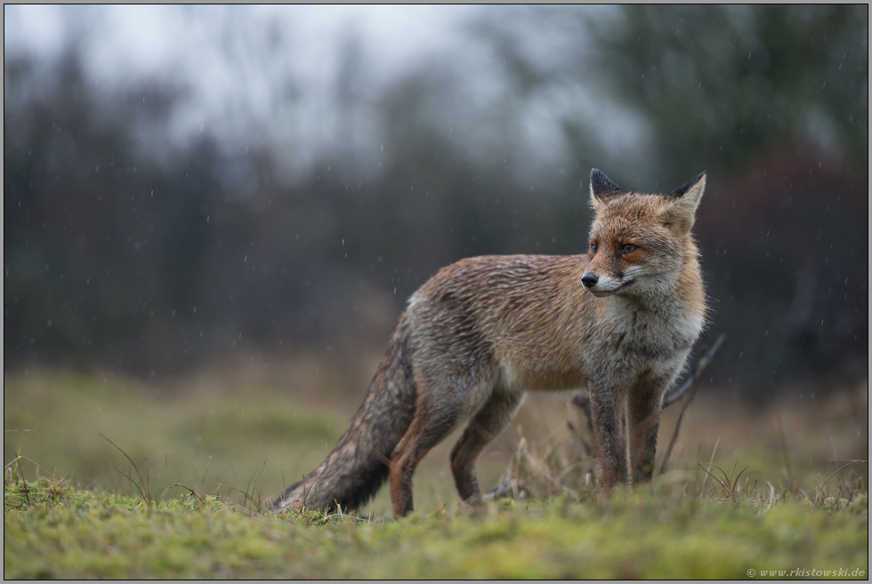 regennass... Rotfuchs *Vulpes vulpes* steht auf einer Waldlichtung, hält aufmerksam Ausschau