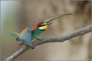 erwartungsvoll... Bienenfresser *Merops apiaster*