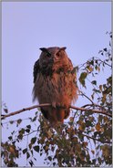 ganz nah... Europäischer Uhu *Bubo bubo*