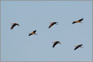 Familienverband... Kraniche *Grus grus*