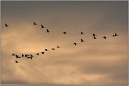 am Abendhimmel... Kranichflug *Grus grus*