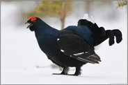 Ruttururururururu­ ruru... Birkhahn *Lyrurus tetrix*