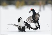 unterlegen... Birkhahnbalz *Lyrurus tetrix*