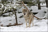 sozial organisiert... Grauer Wolf *Canis lupus*