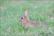 angespannt... Wildkaninchen *Oryctolagus cuniculus*