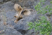 ab in die Büsche... Europäischer Uhu *Bubo bubo*
