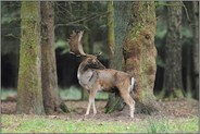 ein Blick zurück... Damhirsch *Dama dama*