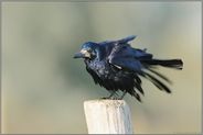 Badetag... Saatkrähe  *Corvus frugilegus*