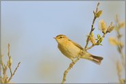 Frühling... Fitis *Phylloscopus trochilus*