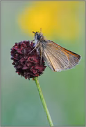 schwarz oder braun... Braunkolbiger Braun-Dickkopffalter *Thymelicus sylvestris *