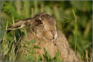 ganz gemütlich... Feldhase *Lepus europaeus*